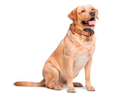 Ошейник Artelv Tracker с GPS